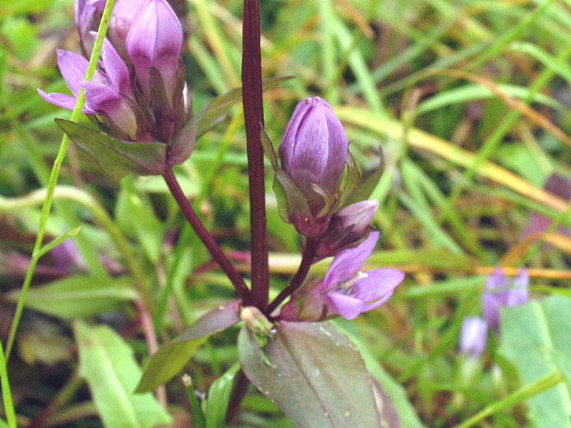 Gentianella engadinensis / Genzianella dell''Engadina